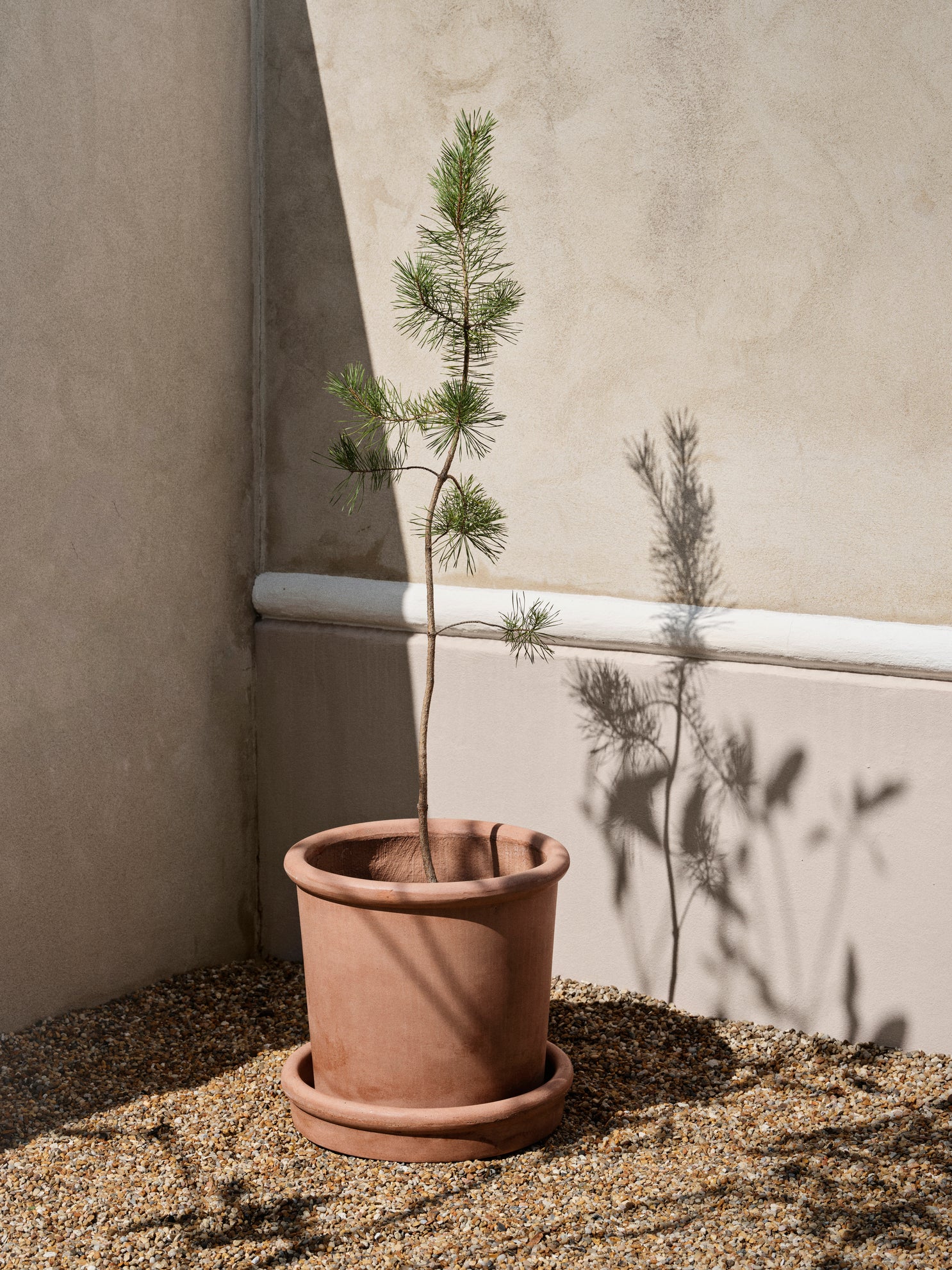 Rolf Planter